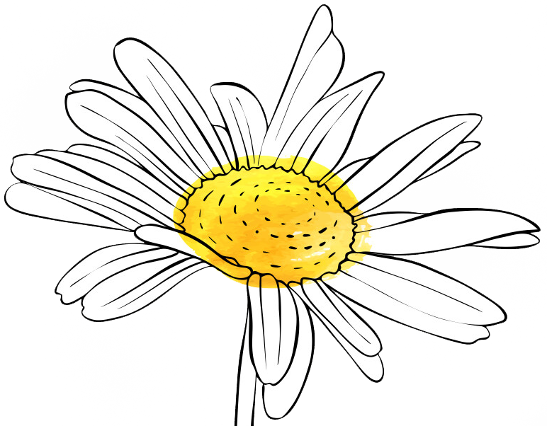 daisy line drawing copy